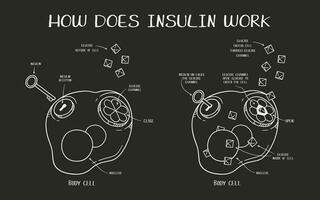 A hand-drawn vector illustration elucidating the mechanism of insulin action set against a sleek black backdrop.
