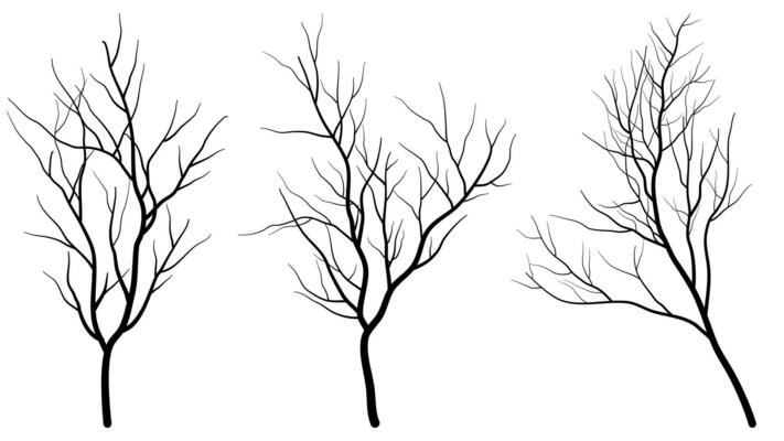 Set of Deciduous Bare Tree Silhouette
