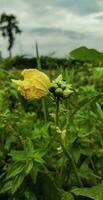 a yellow flower is growing on a green leaf, yellow pumpkin flower whit green leaf close up photo