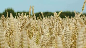 Ripe wheat on a bright day video