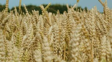 Weizen schwingen im das Wind video