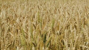 Field of wheat swinging in the wind video