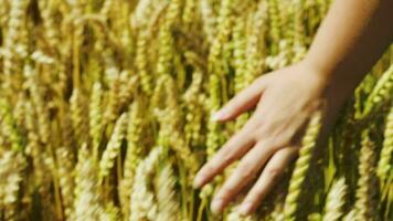 Female hand touching ripe wheat video