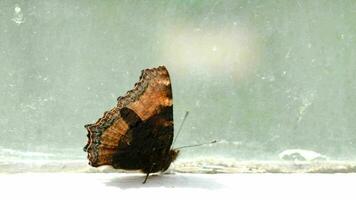 Marrone macchiato farfalla a piedi su il davanzale video