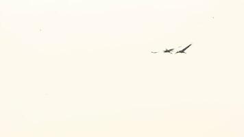 uccelli cicogne nel il cielo, controluce sagome. grazioso ala lembo. indiano cicogna anastomo oscitani video