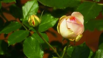 een ongeopend roos in een zomer tuin. zomer tuin video