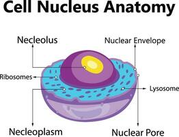 Cell cross section structure detailed, colorful anatomy with description vector