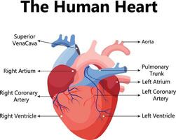 humano corazón. el corazón con un venoso sistema. anatomía. plano vector ilustración.