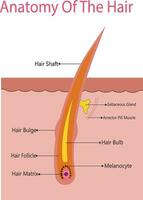 Anatomical training poster. Hair growth phase step by step. Stages of the hair growth cycle. Anagen, telogen, catagen. Skin anatomy. Cross section of the skin layers. Medical vector illustration