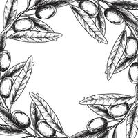 Olive branches, leaves and fruits. Frame of branches olive tree. Vector illustration in sketch style. For menu, packaging design, wedding invitation, save the date or greeting card.