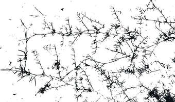 a black and white image of a tree branch vector