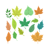 illustration of Biology and plant kingdom, Set of Leaf margins, the structure or appearance of the margins of the leaves, The leaf margin is the boundary area extending along the edge of the leaf png