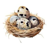 Quail Eggs in The Nest Isolated Hand Drawn Watercolor Painting Illustration vector