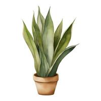 Snake Plant Sansivieria Dracaena trifasciata in Clay Pot Isolated Hand Drawn Watercolor Painting Illustration vector