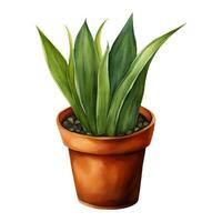 Snake Plant Sansivieria Dracaena trifasciata in Clay Pot Isolated Hand Drawn Watercolor Painting Illustration vector