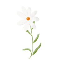 madeliefje bloem clipart png