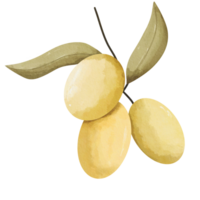 illustration de olive pétrole png