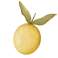 illustrazione di oliva olio png