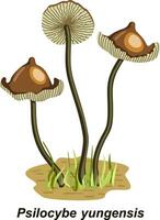 Psilocybin hallucinogenic magic mushrooms. Narcotic psychodelic mushroom psilocybin color illustration. Magic mushrooms vector