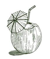 Cocktail of coconut sketch. Illustration of a coconut with a cocktail inside with straws and an umbrella. Pina colada cocktail in coconut with umbrella vector