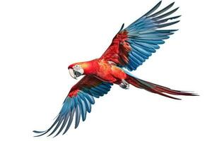 A Scarlet macaw parrot flying isolated on white background. Generate Ai photo