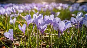 Violet flowers in grass in rays of sunlight. Butterfly. Generative Ai photo