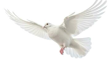 A white dove flying isolated on a white background. Generative Ai photo