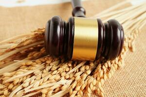 Judge gavel hammer with good grain rice from agriculture farm. Law and justice court concept. photo