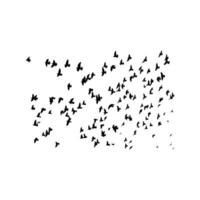 Flocks of free birds are soaring in the sky, vector