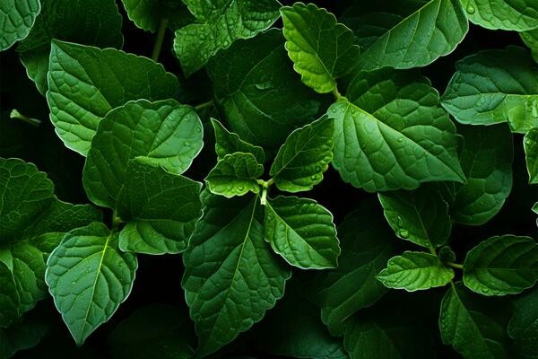 Beautiful nature background, detailed leaf texture in greenery top view AI Generated