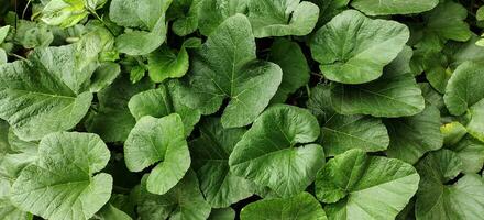 un cerca arriba de un grande verde frondoso planta natural antecedentes foto