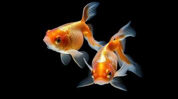 Two goldfish on black background. Generative Ai photo