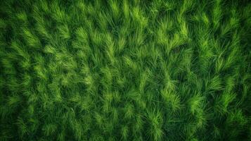 Green grass, top view background texture. Home garden lawn, sports field. AI generated. photo