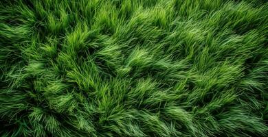 Green grass, top view background texture. Home garden lawn, sports field. AI generated. photo