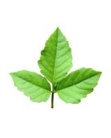 a green leaf is shown on a white background, green leaves green, leaf, plant, eco, nature, tree branch, isolated, close up, background, natural, tree, fresh, garden, spring, summer, foliage, photo