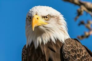 American bald Eagle with blue sky. Eagle. Generative Ai photo