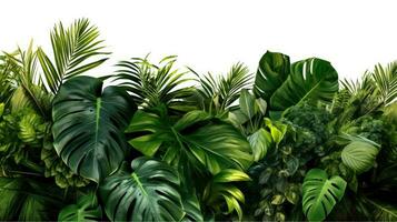 Green leaves, Tropical leaves foliage plant bush floral arrangement nature backdrop isolated on white background. Nature of green leaf. Generative Ai. photo