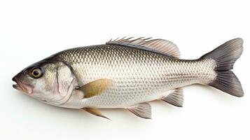 A fresh sea bass fish isolated on white background. Sea bass fish. Generative Ai photo