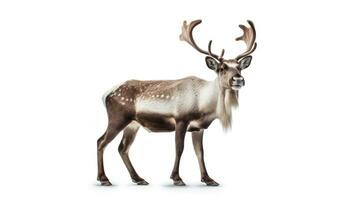 A Reindeer isolated on white background. Generative Ai photo