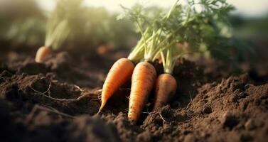 Freshly picked carrots on the soil in a field of a farm. Agriculture and vegetables farming concept, Generative AI photo