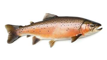 A Salmon fish isolated on white background. Salmon fish. Generative Ai photo