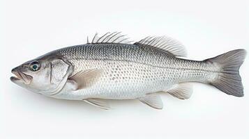 A fresh sea bass fish isolated on white background. Sea bass fish. Generative Ai photo