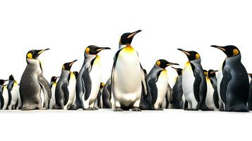 Rey pingüinos aislado en blanco antecedentes. generativo ai foto