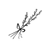 Willow branch hand drawn illustration, vector line sketch illustration isolated on white background