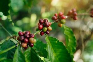 arábica café bayas, café frijoles madurez, Fresco café, rojo baya rama, industria agricultura en árbol en tailandia Vietnam foto