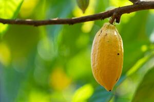Yellow cocoa fruit on the cacao tree in the plantation. photo