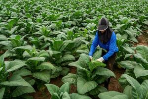 Agriculture female farmers working in tobacco fields. photo