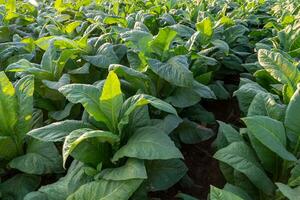 grande creciente tabaco hojas esperando a ser cosechado en el tabaco campos. foto