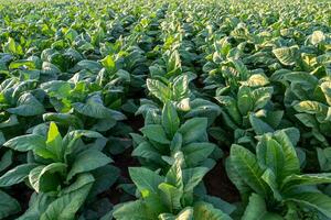 View of  Tobacco big leaf crops growing in tobacco plantation field. Tobacco Industry for Agriculture and Export. photo