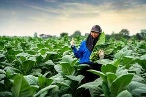 agricultura, hembra agricultores contento y pulgares arriba en tabaco campos. foto